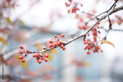 close-up of frost on dormant cherry branches