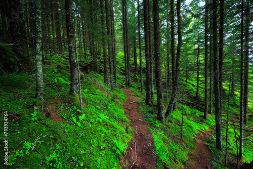 View of old spruce alpine forest © Tom Pavlasek