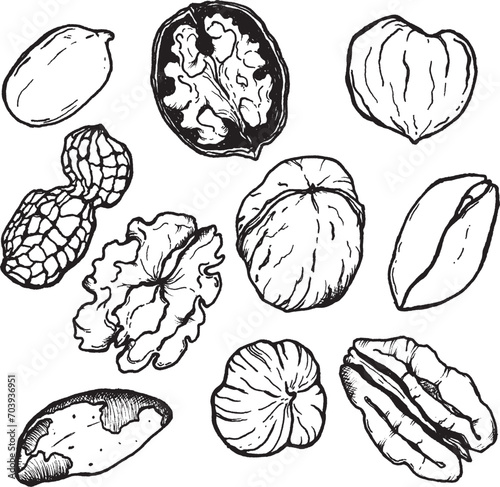 Vector set of linear nuts. Hand painted nuts collection on white background. Tasty food illustration for design, print, fabric or background.