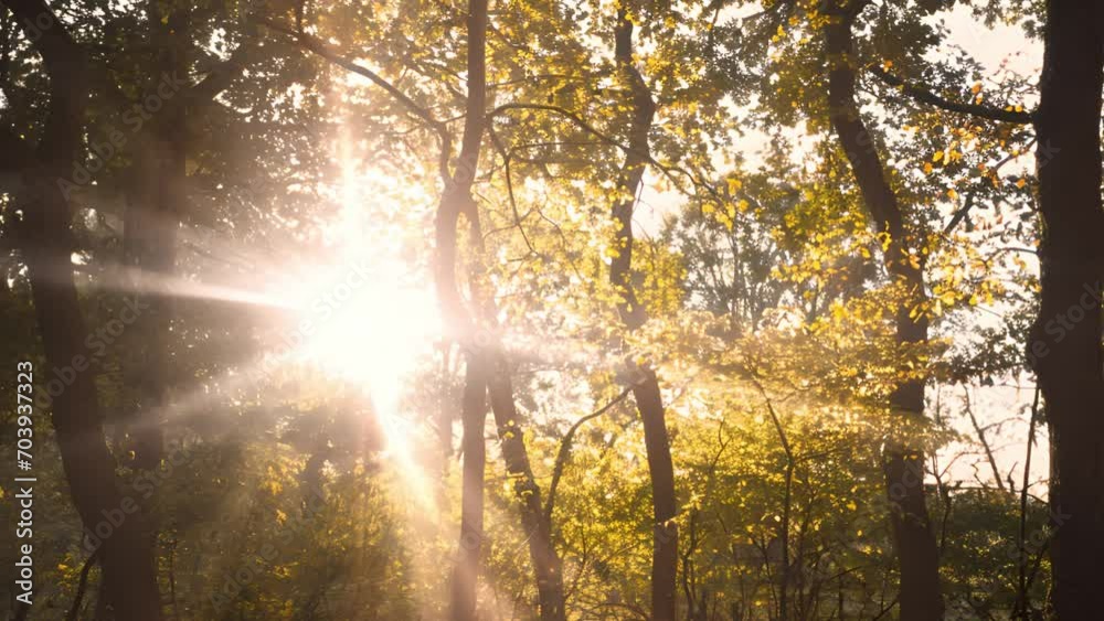 Sun rays moving trough beautiful green spring forest. Beautiful summer morning in the forest. Sun rays break through the foliage of magnificent green tree. Magical summer forest Magical landscape. Gol Sun rays moving trough beautiful green spring forest. Beautiful summer morning in the forest. Sun rays break through the foliage of magnificent green tree. Magical summer forest Magical landscape. Gol