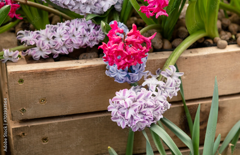 Hyacinth flowers in the garden in spring