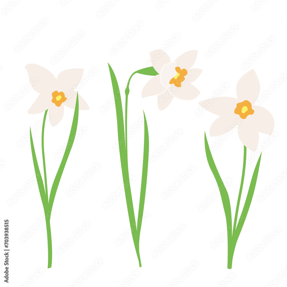 Daffodil or Jonquil spring flowering plant with white flower and leaves. Vector set early spring design elements for Happy women's day, Easter or Mother's day on a white background - obrazy, fototapety, plakaty 