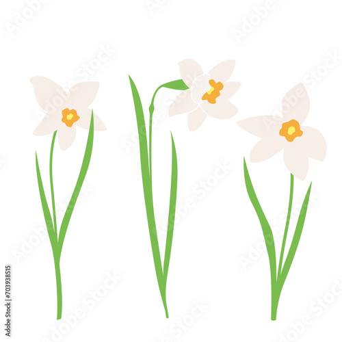 Daffodil or Jonquil spring flowering plant with white flower and leaves. Vector set early spring design elements for Happy women's day, Easter or Mother's day on a white background