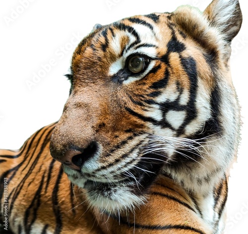 Close-up of a tiger's face on a white background. A close-up of the tiger's gaze.