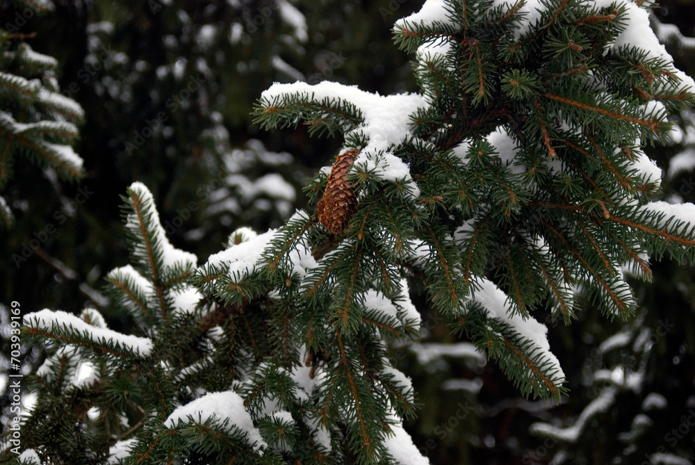 snow covered pine needles