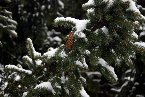 Obraz na płótnie snow covered pine needles w salonie