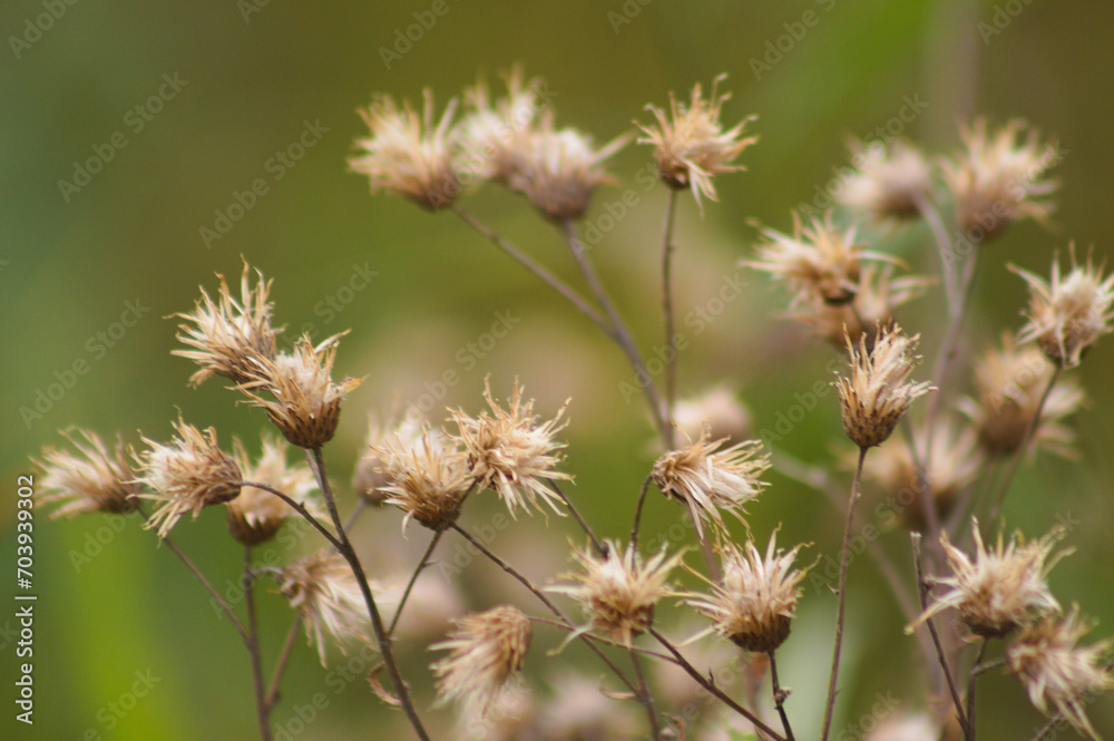 Closeup of fluffy creeping thistle seeds with green blurred background Closeup of fluffy creeping thistle seeds with green blurred background