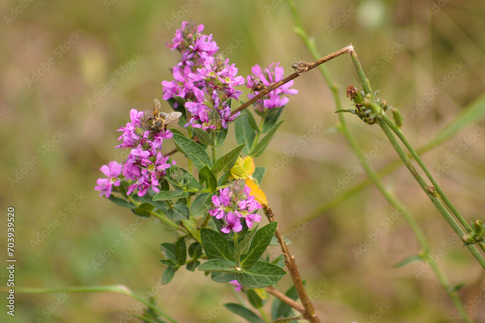 Closeup of purple loosestrife flowers with green blurred plants on background Closeup of purple loosestrife flowers with green blurred plants on background