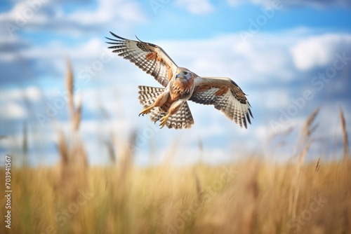 harrier swooping down towards meadow © studioworkstock