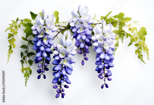 wister plant purple flowers are hanging from a stem on white background photo