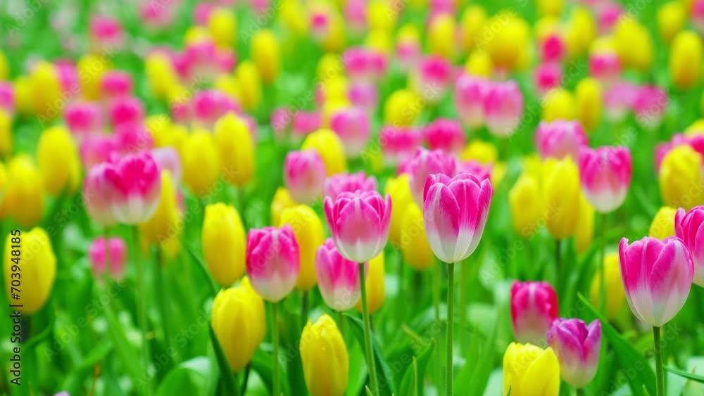 Slow motion close-up shot view of bouquet blooming white, pink, yellow tulips in the garden. Spring, cool weather, winter, Natural landscape with spring flowers. beautiful field flowers. Slow motion close-up shot view of bouquet blooming white, pink, yellow tulips in the garden. Spring, cool weather, winter, Natural landscape with spring flowers. beautiful field flowers.