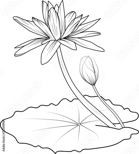 Nymphaea water lily drawings, outline water lily drawing, outline water lily flower drawing, black and white water lily drawing, sketch water lily drawing, hand drawn sketch water lily drawing