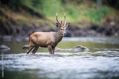 waterbuck wading through deep river part