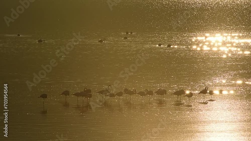 Greater flamingo at sunset