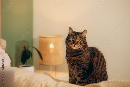 Fotografie Grey tabby cat sitting on a cat tree bed on a sunny day