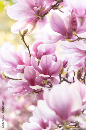 Fototapeta Naklejka Na Ścianę i Meble -  magnolia soulangeana branch backlight