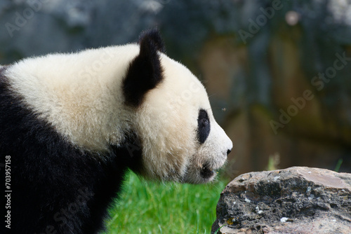 Close-up of adult panda in Beauval zoo