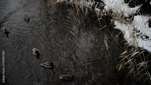 ducks swim in lake under heavy snowfall. strong snowing. 