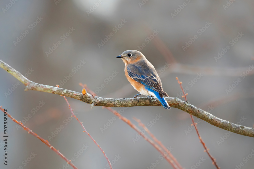 Fototapeta premium bluebird
