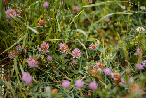 Clover blossoms in the meadow. Glade with blooming clover and green grass.