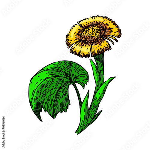 tussilago coltsfoot hand drawn. flower eye, plant honey, natural summer tussilago coltsfoot vector sketch. isolated color illustration