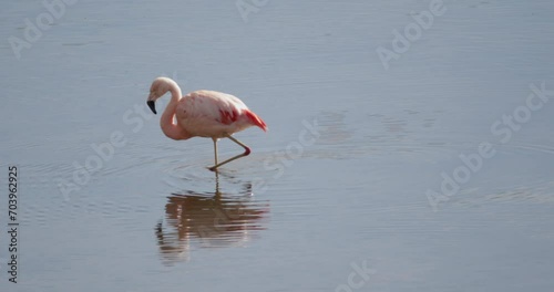 Birds. Closeup view of an Andean pink flamingo, Phoenicoparrus andinus, in the lake. Beautiful reflection in the water surface. 