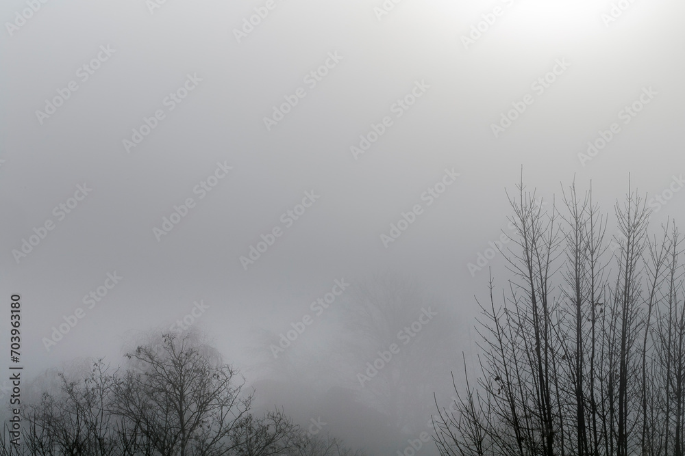 Silhouette of trees grove in thick white morning fog. forest. Trees in foggy winter landscape scenery. misty forest during a foggy winter day. Nature background misty day. Silhouette of trees grove in thick white morning fog. forest. Trees in foggy winter landscape scenery. misty forest during a foggy winter day. Nature background misty day.
