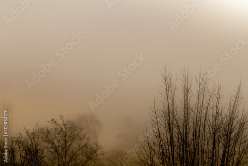 Silhouette of trees grove in thick white morning fog. forest. Trees in foggy winter landscape scenery. misty forest during a foggy winter day. Nature background misty day.