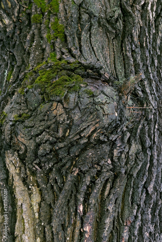 Burl on a tree trunk. Defects of wood. Growths on a tree trunk close-up.