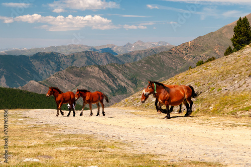 horses in the mountains photo