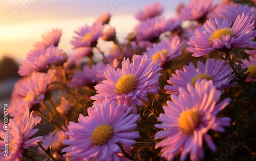 Italian Asters in Full Bloom during Golden Hour