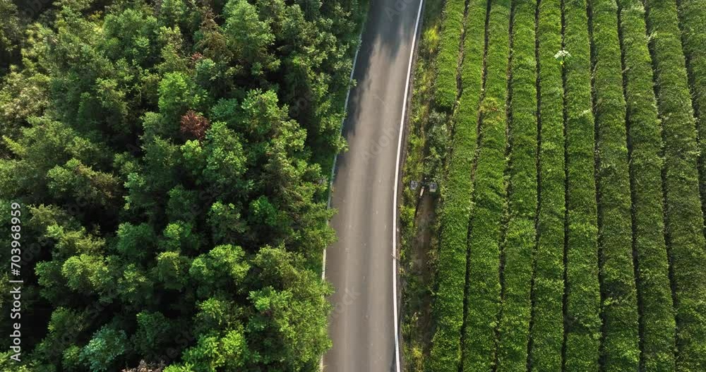 view of green tea plantation on hill view of green tea plantation on hill