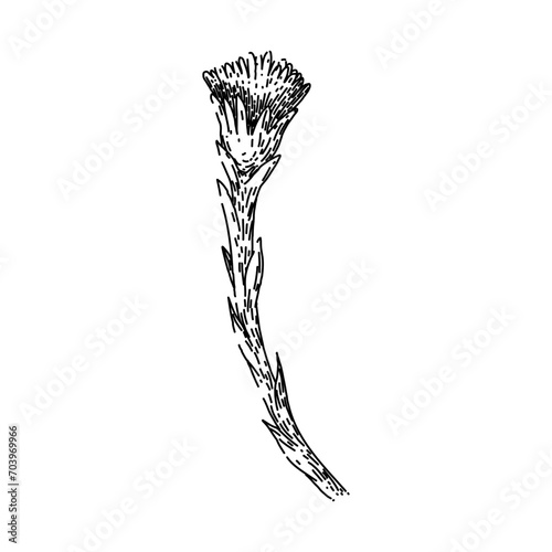 flower coltsfoot hand drawn. eye plant, honey natural, summer lora flower coltsfoot vector sketch. isolated black illustration photo