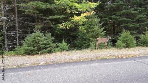 White-tailed deer walking on the side of the road in the Mont-Tremblant National Park (Quebec, Canada)  photo
