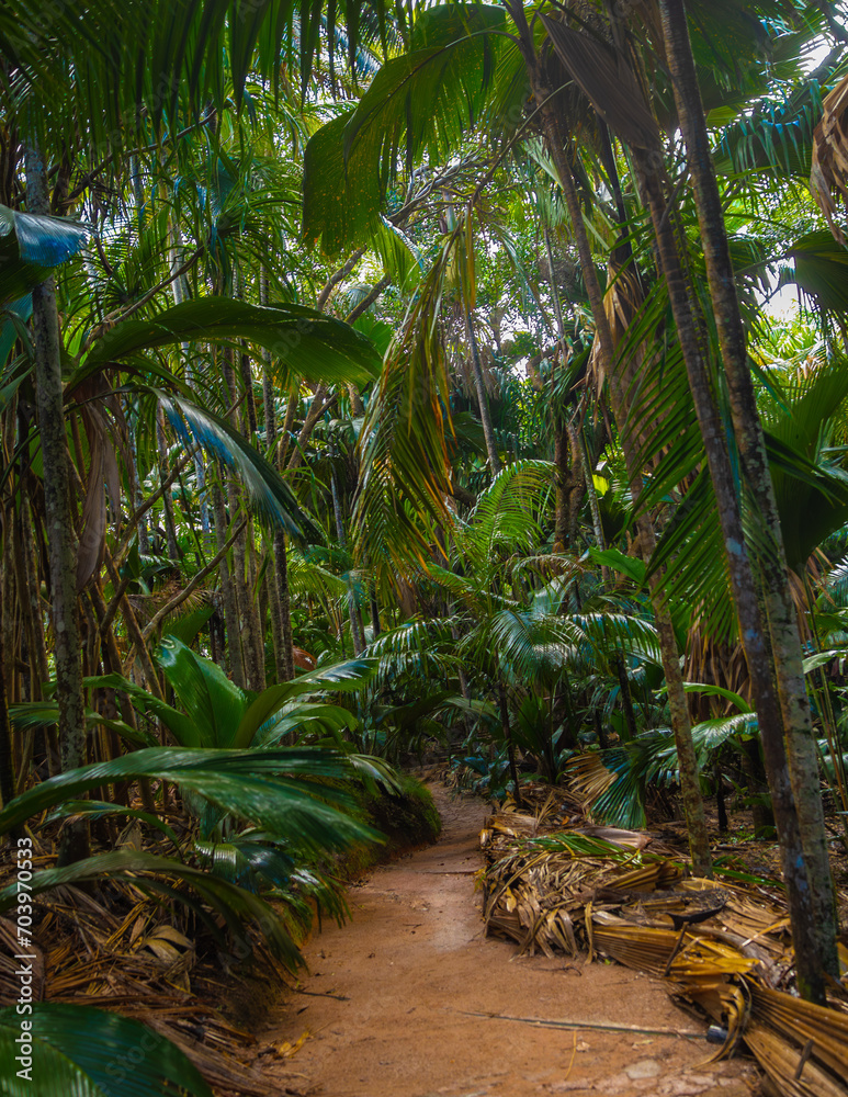 The Vallee De Mai palm forest. May Valley, island of Praslin, Seychelles