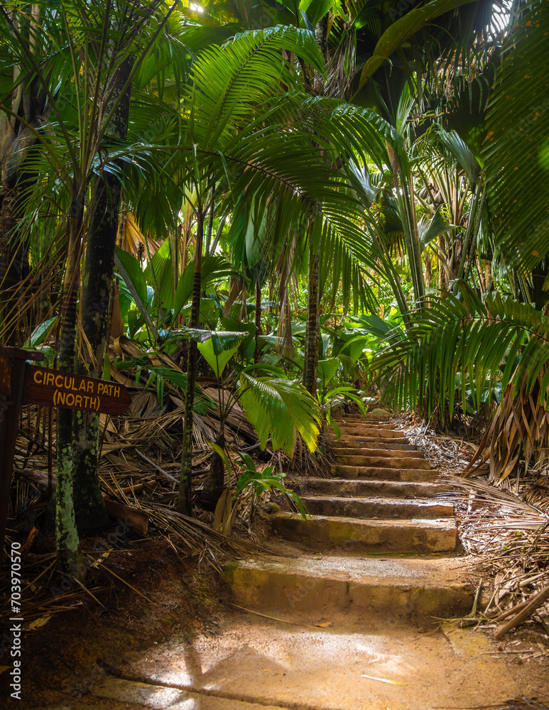 The Vallee De Mai palm forest. May Valley, island of Praslin, Seychelles