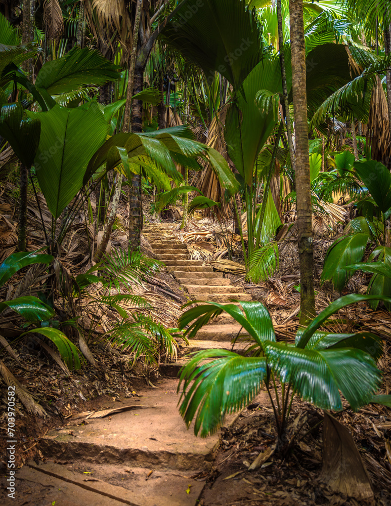 The Vallee De Mai palm forest. May Valley, island of Praslin, Seychelles