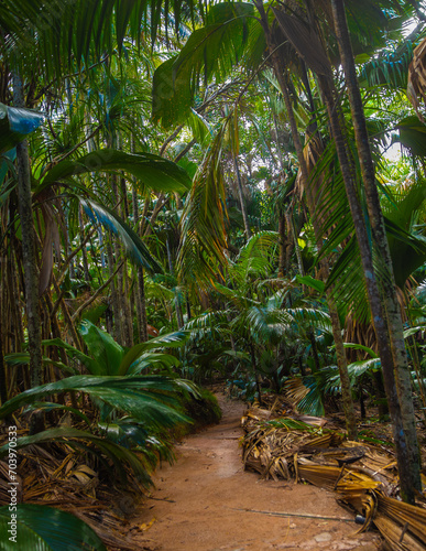 The Vallee De Mai palm forest. May Valley  island of Praslin  Seychelles