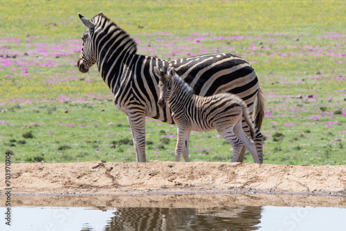 Zebra Mama mit Baby