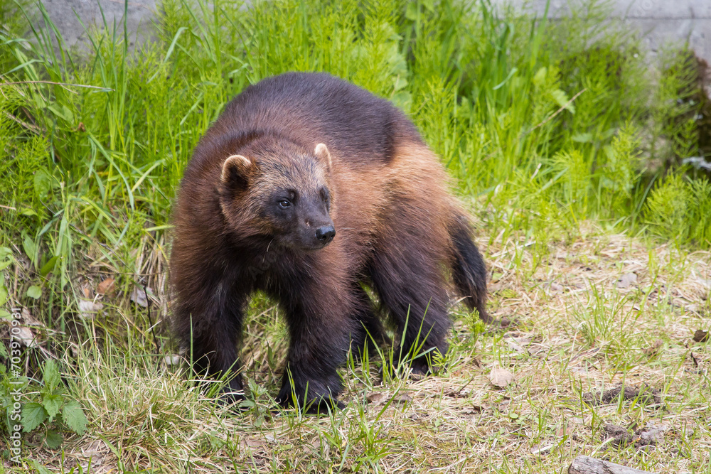 Portrait of a Wolverine, Finland, Karelia region Portrait of a Wolverine, Finland, Karelia region