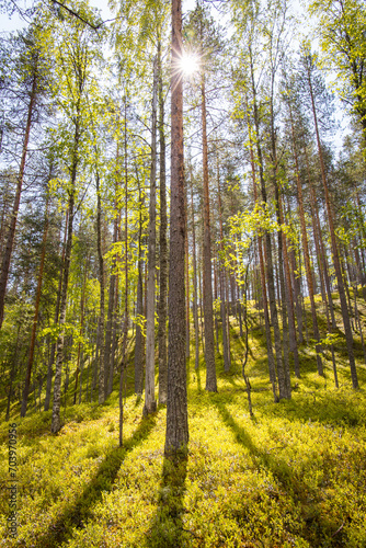 Sun shining thorugh trees in green fresh forest in Finland, Scandinavia photo