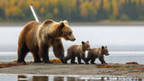 Mama bear walking with her two cubs 