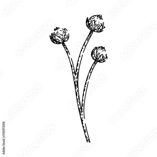 flax flax hand drawn. dry flower, flaxseed field, vector fabric flax flax vector sketch. isolated black illustration