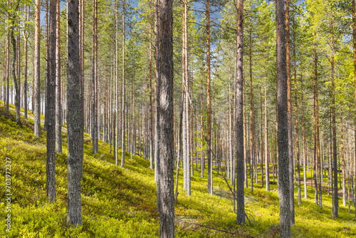 Healthy forest with green blueberry floor in Finland, Karelia region during summer