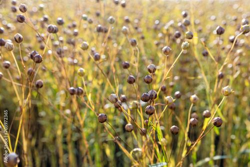 Fototapeta Naklejka Na Ścianę i Meble -  ripening flax on the summer field with seeds, ready for harvesting