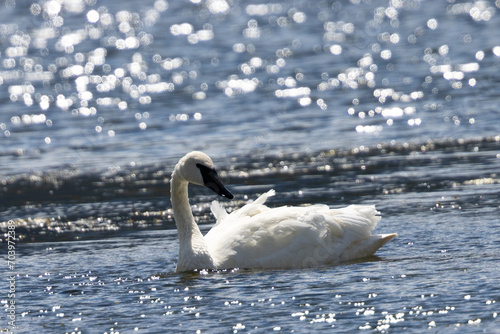 Trumpeter swan, seen in the wild in Montana photo