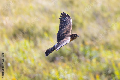 Close view of a male  (Northern harrier)  flying, seen in the wild in Montana