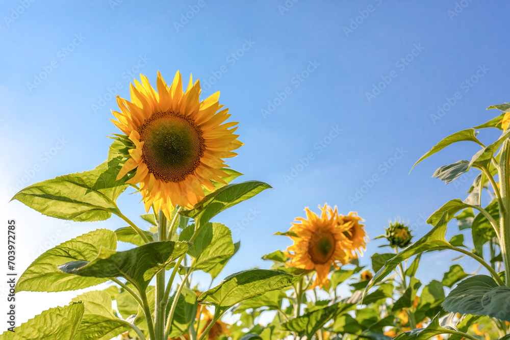 Sunflower flowers in the field against the blue sky on a sunny summer day Sunflower flowers in the field against the blue sky on a sunny summer day