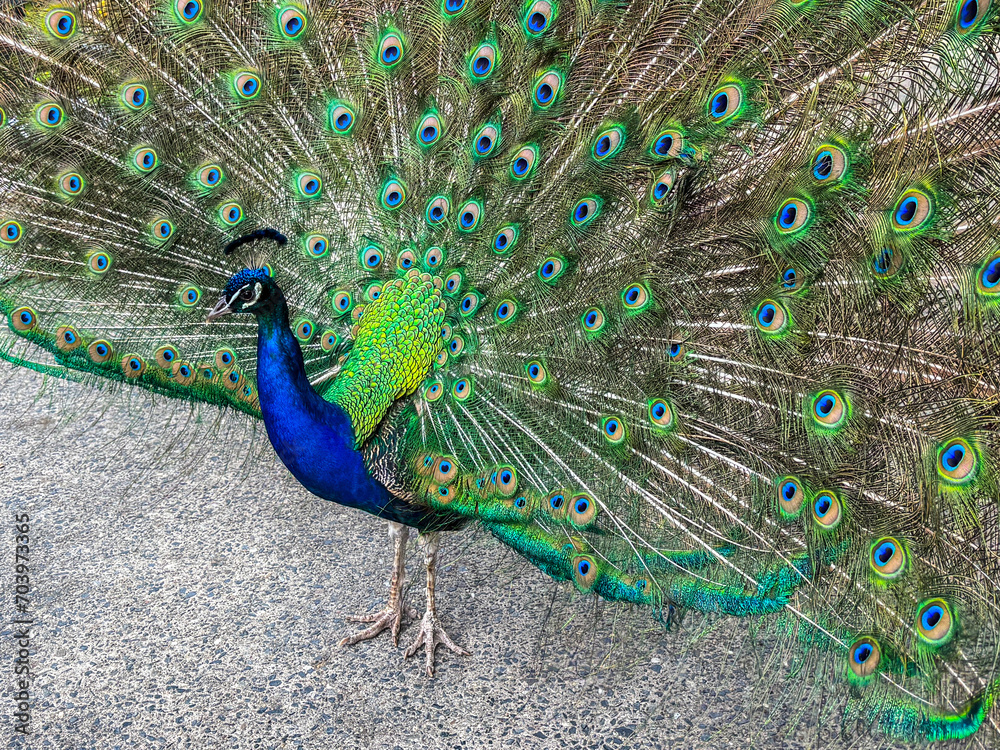 Obraz premium Blue peacock woth loose tail closeup