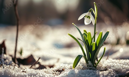 a snowdrop with its leaves on the snowy field  photo